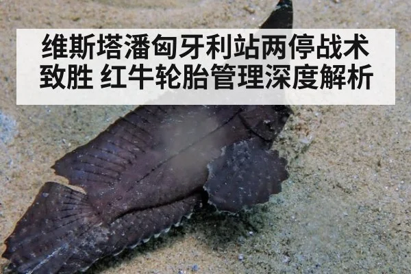 维斯塔潘匈牙利站两停战术致胜 红牛轮胎管理深度解析